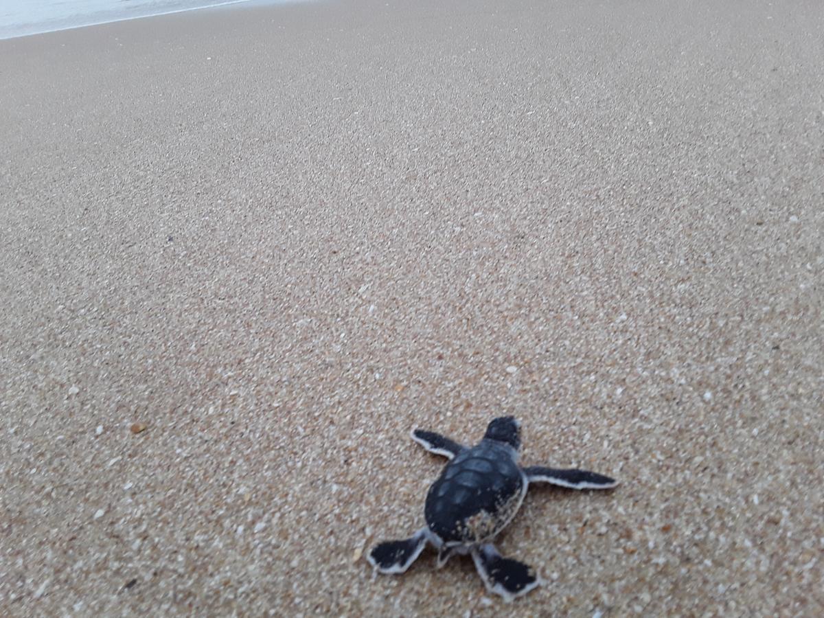 Green Turtle Tangalle Dış mekan fotoğraf